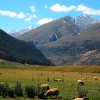 sheep