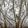 8snow