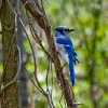 Birds of the Blue Ridge