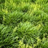 grass1